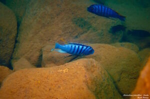 Metriaclima fainzilberi 'Lundu'